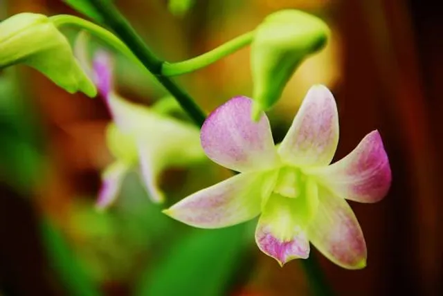 Orchid & Hibiscus Gardens