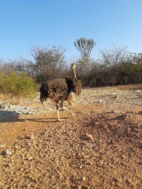 Family Safari - Monze