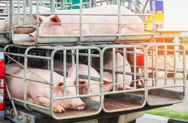 Thai-Danish Dairy Farm