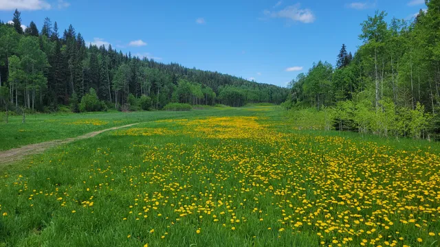 Moore's Meadow Nature Park