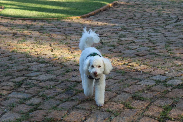 Pet Park Matheus Pinoti Massucato