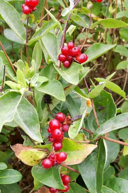 Blooms & Berries Farm Market