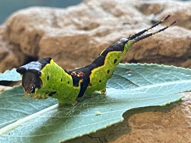 Pelee Island Butterfly Sanctuary