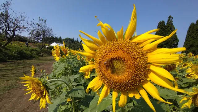 Ukiuki Toyono Sunflower Field