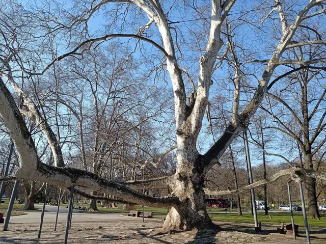 Platan kod Miloševog konaka, spomenik prirode