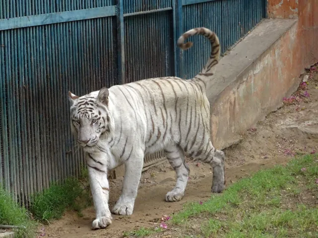 Jaipur Zoo