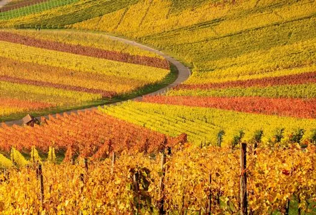 Gioia dell'Amore Cellars at Autumn Creek Vineyards