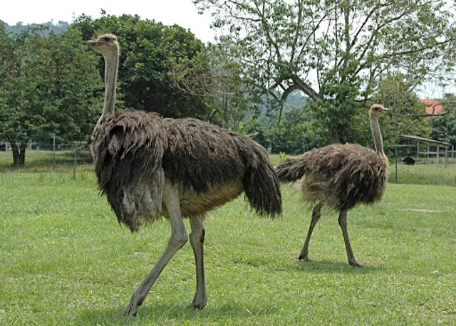 Jelita Ostrich Farm