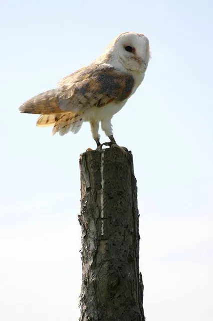 Leeds Castle Bird of Prey Centre