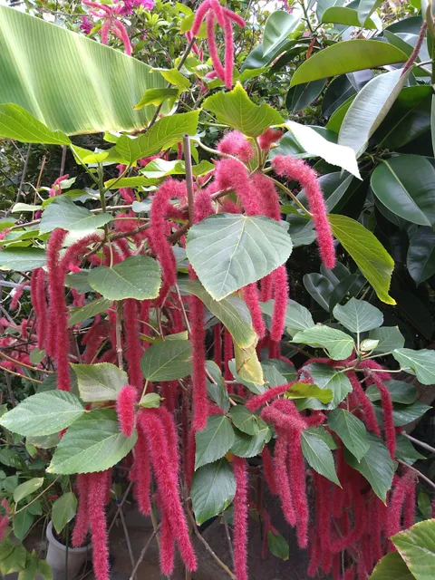 Shimokamo Tropical Botanical Gardens