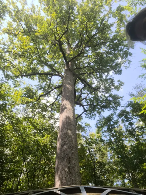 Chêne Stebbing- Forêt Domaniale de Tronçais
