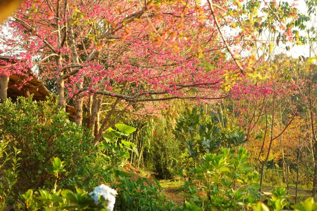 Đảo hoa anh đào