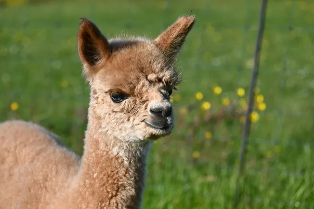 Alpaca World Friesland