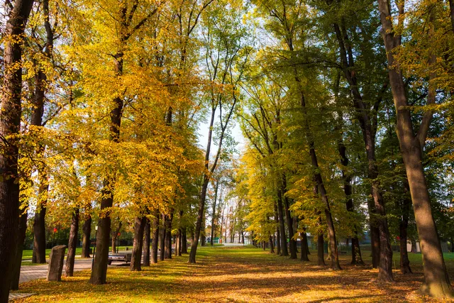 Park Zdrojowy Mateczny