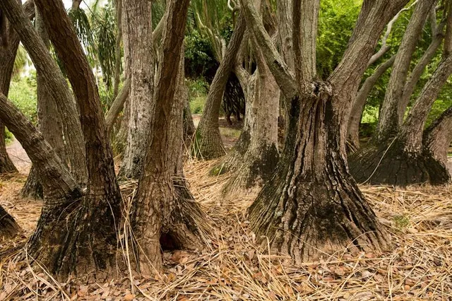 Rockhampton Botanic Gardens