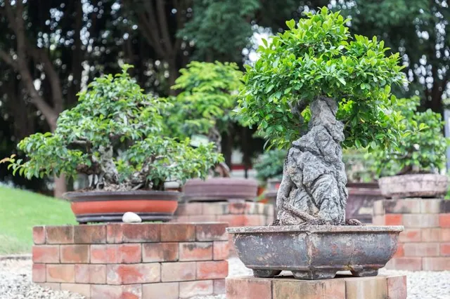 Omiya Bonsai Village