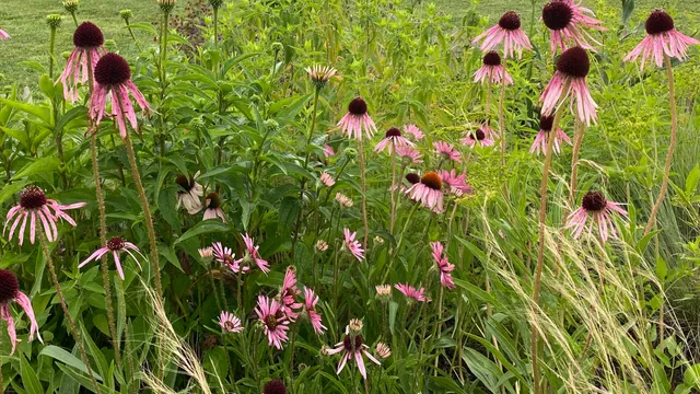 Reflection Riding Arboretum & Nature Center