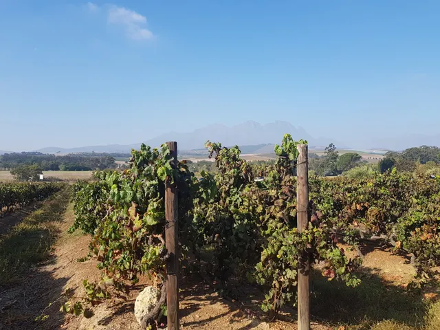 Beyerskloof Wines