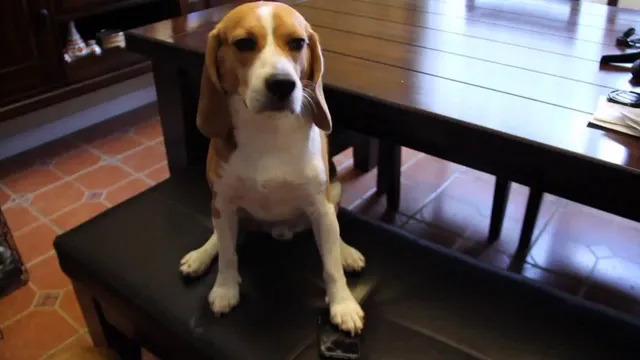 Dog Bytes Computers Inc