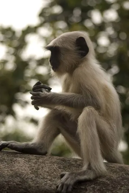 National Forest Araripe-Apodi