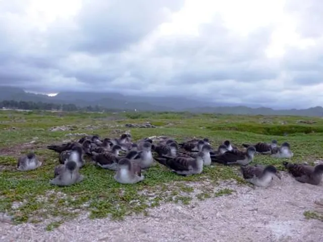Seaside Seabird Sanctuary