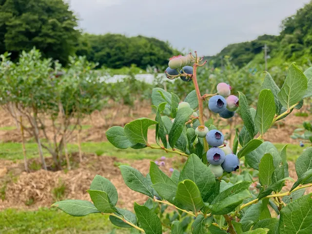 Miharu Inter Blueberry Orchards