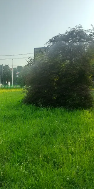 Ikegami Shinden Park