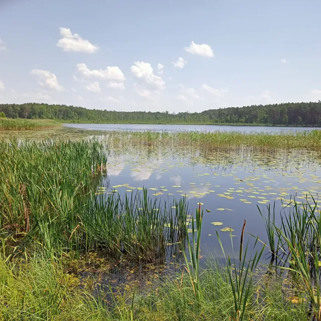 Rezerwat przyrody Żółwiowe Błota