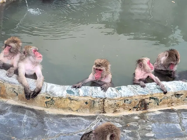 Hakodate Tropical Botanical Garden (Hot-Tubbing Monkeys)