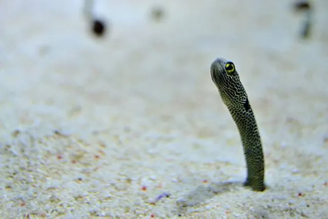 Sumida Aquarium