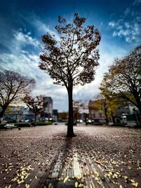 Shin Park（Remains of the Imperial Japanese Army Sasebo Fortress Headquarters）