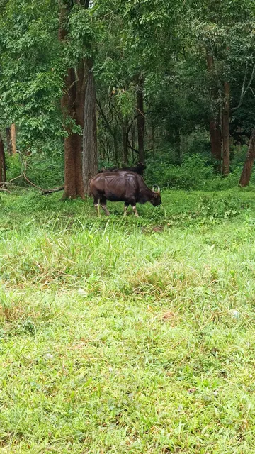 Kabini Safari Booking