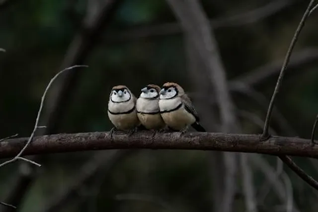 Jindalee National Park