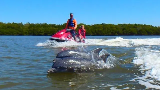 Avi’s Watersports - Marco Island Dolphin Jet Ski Tours