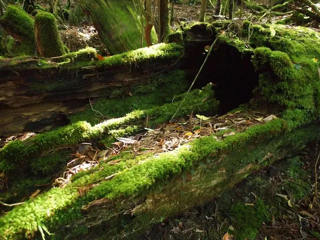 Big Creek Upper Loop #827.1