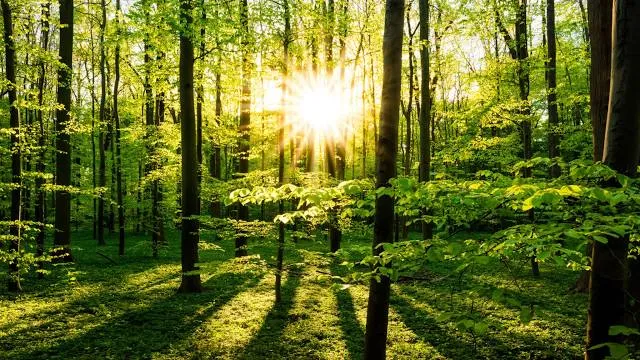 Urwald vor den Toren der Stadt