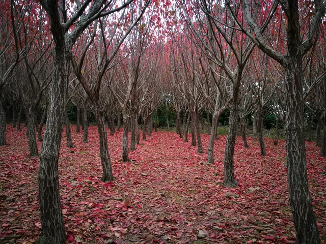 Hangpaduri Hangmong Historic Site