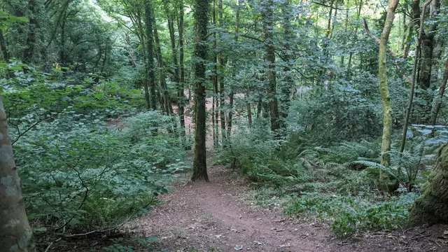 Scadson Woods