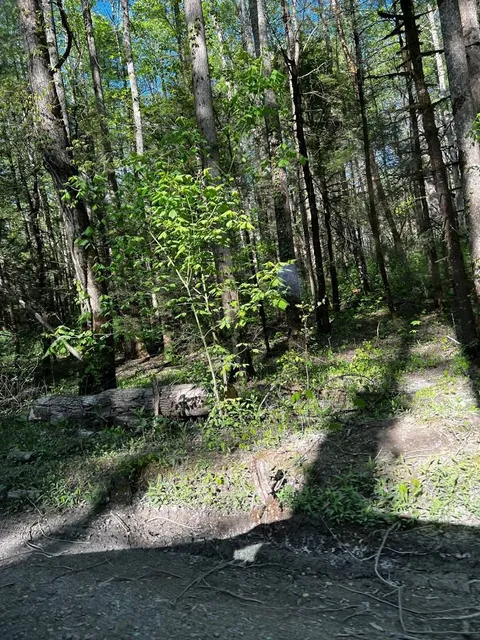 Cades Cove Nature Trail