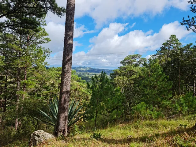 Canopy Tour La Brellera