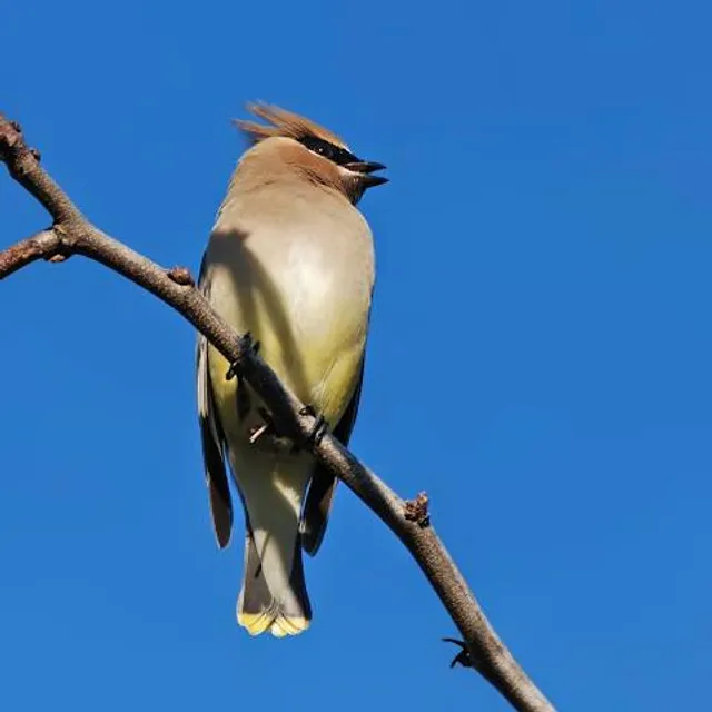 Center for Urban Horticulture