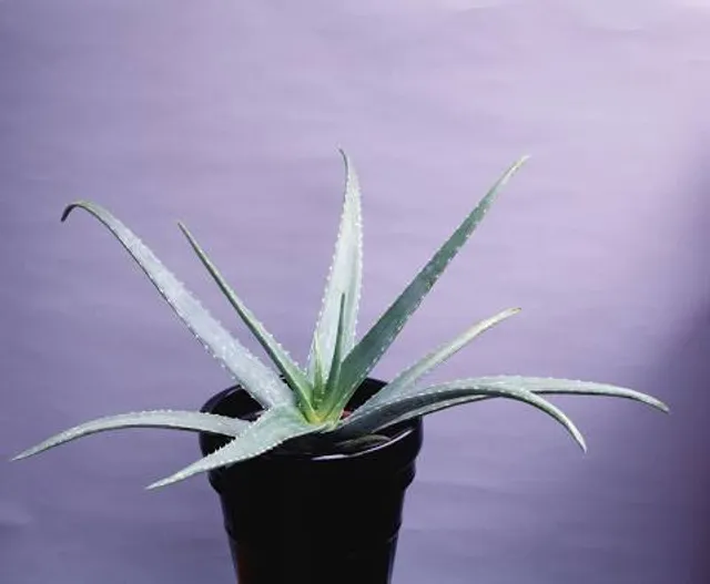 Michigan Flight Museum