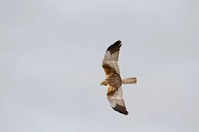 Hawk & Owl Trust Sculthorpe moor