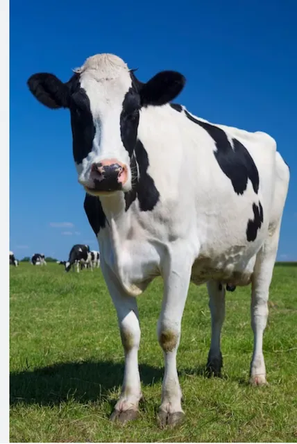 Milligan's Northwest Market