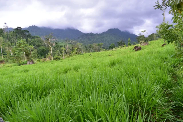 North Caribbean Coast