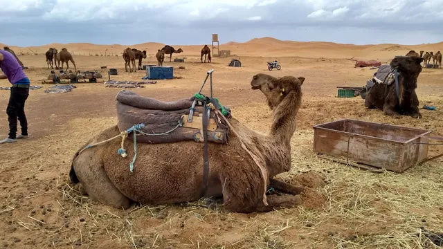 Amazigh Emotions Tours Sarl