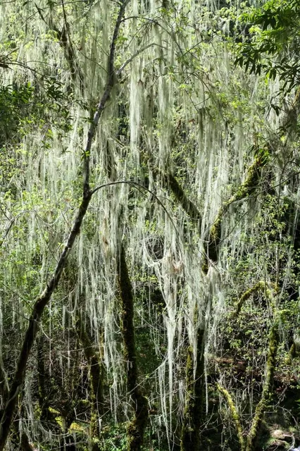 Arboretum Poort Bulten