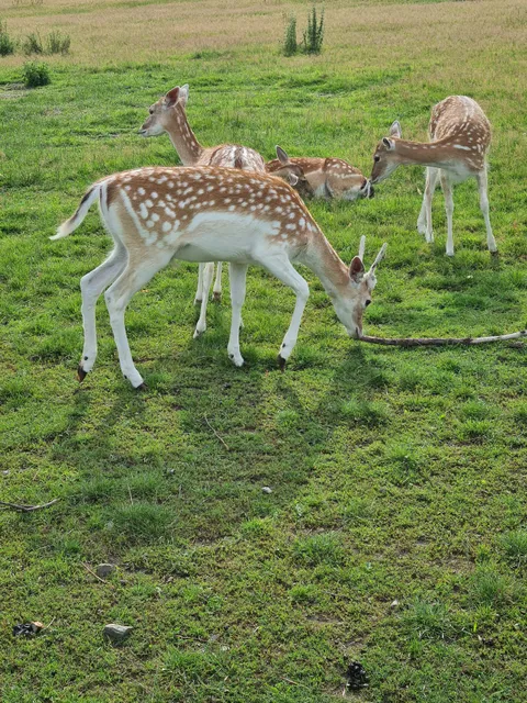 Wildgehege Gelenau/Erzgeb.