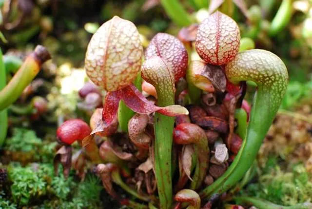 Stanley Rehder Carnivorous Plant Garden at Piney Ridge Nature Preserve - Wilmington