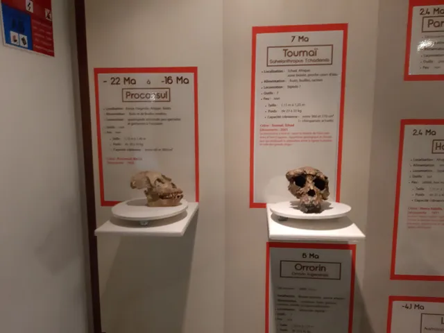 Musée de Préhistoire et Géologie Jean Hallemans